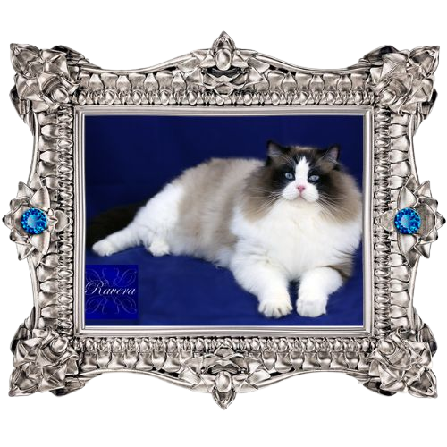 Ravera Diesel - King Ragdoll