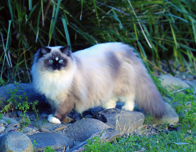 Electra (1) - Ragdoll Electra - Ragdoll